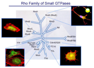 Rho Signaling