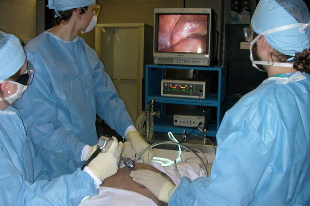 Senior Surgical Elective - Laparoscopic procedure with cadaveric specimens