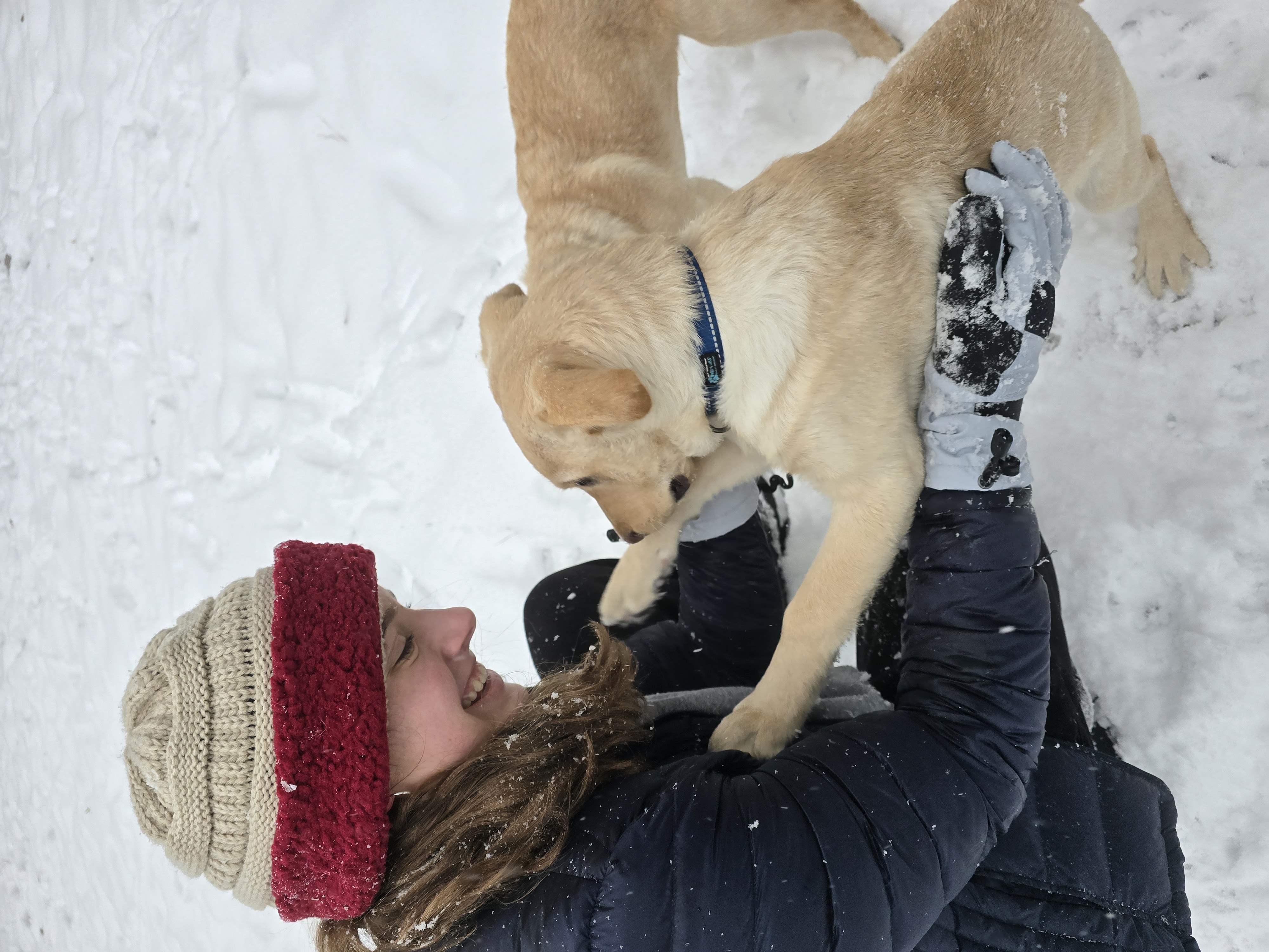 puppies enjoying snow