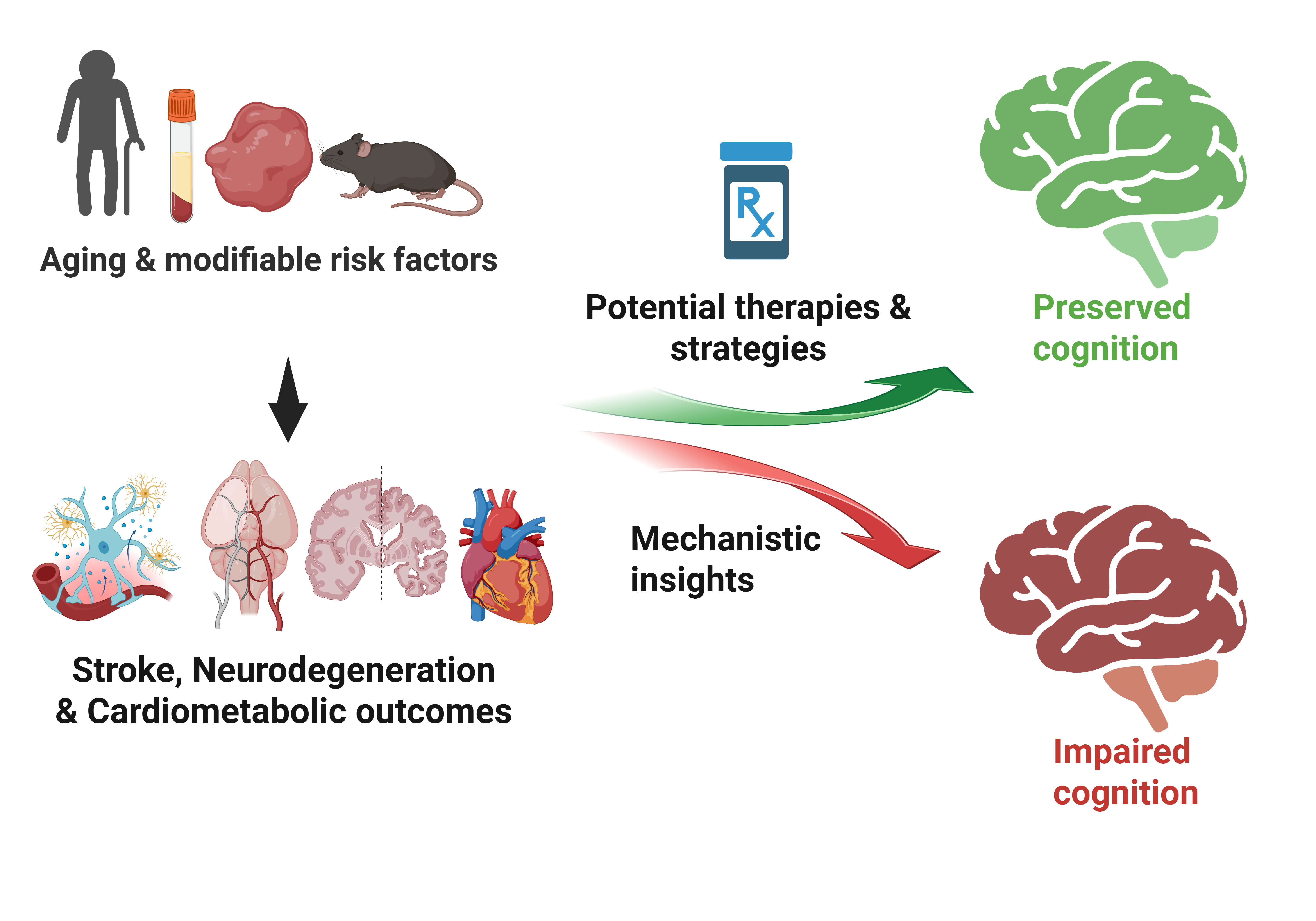 Biose's Research Summary 2026