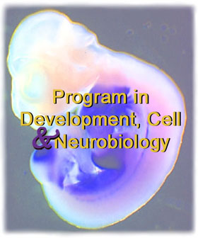 Program in Development, Cell, & Neurobiology