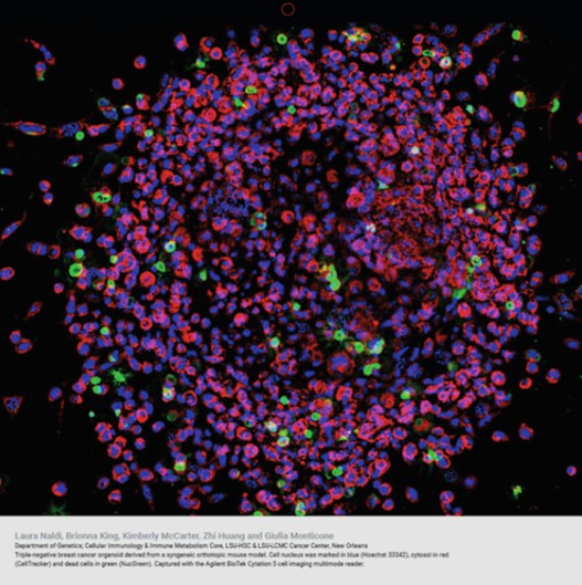 October 2025 - Laura's picture of an organoid was selected for the Agilent Calendar 2026 