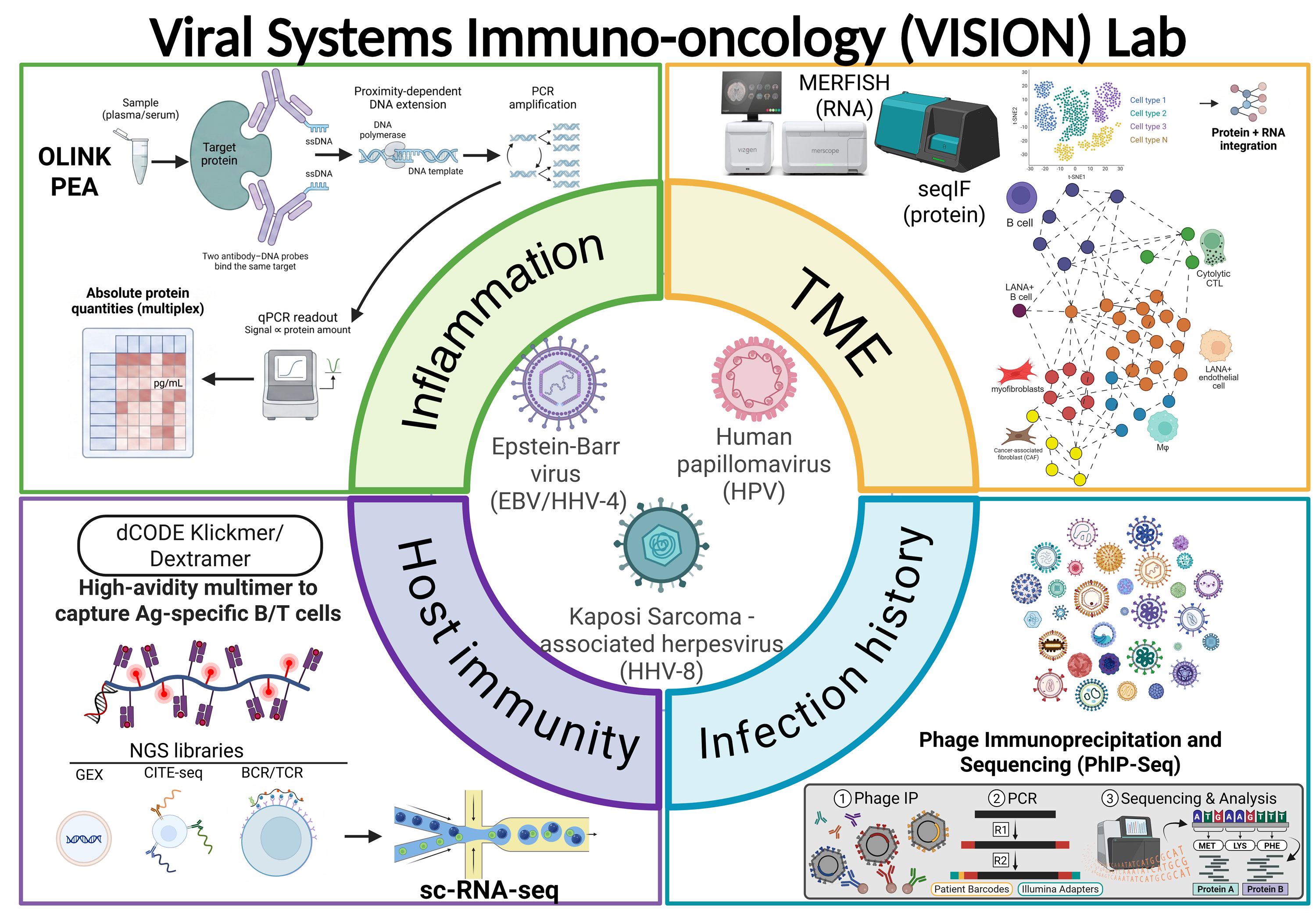 Infographic titled “Viral Immunology and Systems Oncology (VISION) Lab,” showing a circular layout of research areas—“Inflammation,” “Tumor Microenvironment (TME),” “Host Immunity,” and “Infection history”—surrounding viruses (EBV, HPV, HHV-8), with diagrams of lab methods including Olink PEA protein analysis, MERFISH RNA imaging, seqIF protein profiling, single-cell RNA sequencing, dCODE Klickmer/Dextramer assays, and PhIP-Seq workflow.