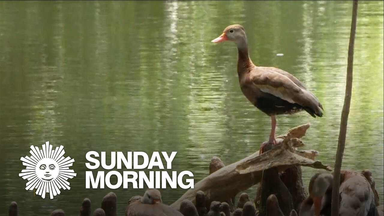 Whistling Ducks in New Orleans - CBS Sunday Morning
